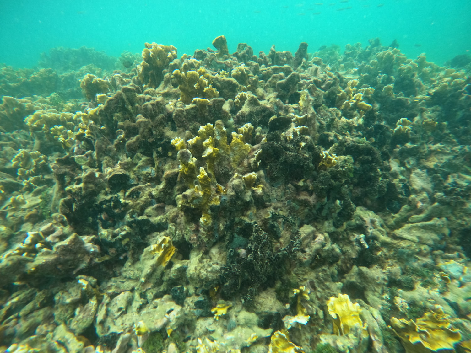 Arrecifes de coral 2